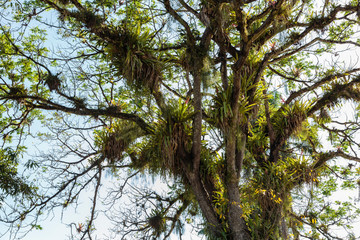 Suriname, Paramaribo. Close-up view of plants growing in trees.