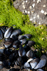 USA, Alaska, Behm Canal, New Eddystone Rock, rocky beach front with mussels.