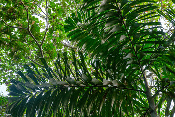 In the upper amazon jungle, on a trail from the Maranon River, one finds these palm trees.