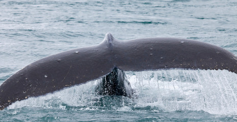 USA, Alaska, Inian Islands. Close-up of humpback whale fluke breaking the surface. Credit as: Don Paulson / Jaynes Gallery / DanitaDelimont.com