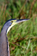Costa Rica. Bare-Throated Tiger Heron.