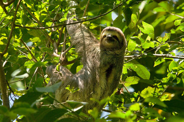 Central America, Costa Rica. Male juvenile three-toed sloth in tree. Credit as: Marie Bush / Jaynes Gallery / DanitaDelimont.com