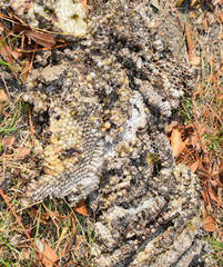 Destroyed hornet's nest. Drawn on the surface of a honeycomb hornet's nest. Larvae and pupae of wasps. Vespula vulgaris