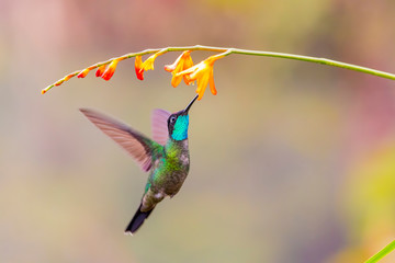 Central America, Costa Rica. Male talamanca hummingbird feeding. 