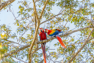 Central America, Costa Rica. Scarlet macaw pair in tree. 