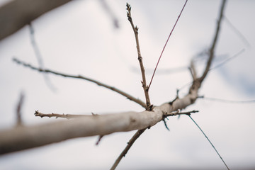 Dry tree stalk in the sky