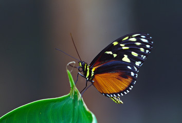 Central America, Costa Rica, Selva Verde. Tiger Longwing butterfly (Heliconius hecale)