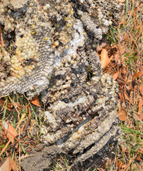 Destroyed hornet's nest. Drawn on the surface of a honeycomb hornet's nest. Larvae and pupae of wasps. Vespula vulgaris
