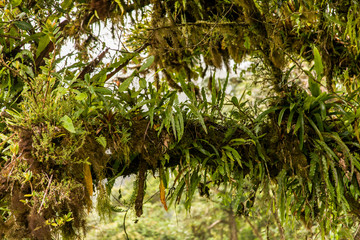 Monteverde National Park, Costa Rica. Tree limb covered in tropical ferns and other plants as seen high in the canopy from the Monteverde Sky Walk