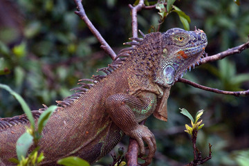 Costa Rica, Central America. Green Iguana.