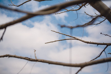 Fototapeta na wymiar Dry tree stalk in the sky