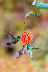 Central America, Costa Rica. Male talamanca hummingbirds feeding. 