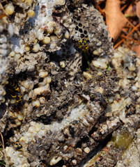 Destroyed hornet's nest. Drawn on the surface of a honeycomb hornet's nest. Larvae and pupae of wasps. Vespula vulgaris