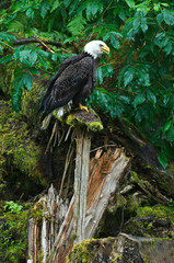 USA, Alaska, Inside Passage. Bald eagle on splintered log near Anan Creek. Credit as: Nancy Rotenberg / Jaynes Gallery / DanitaDelimont.com