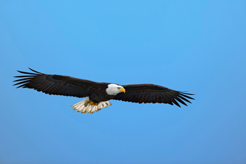 Fototapeta na wymiar Bald Eagle in flight, Homer, Alaska, Haliaetus leucocephalus