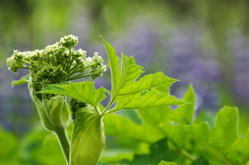 USA, Alaska, Inside Passage. Close-up of cow parsnip in lupine field. Credit as: Nancy Rotenberg / Jaynes Gallery / DanitaDelimont.com