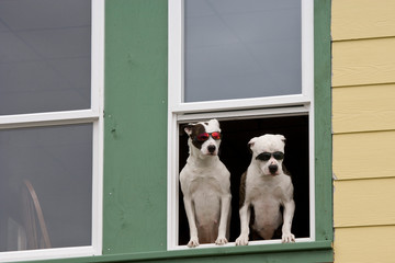 USA, Alaska, Ketchikan. Two dogs in a window sporting sunglasses. 