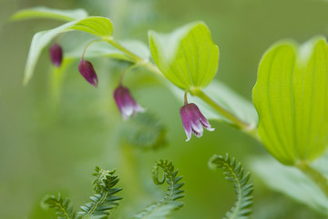 USA, Alaska, Glacier Bay National Park. Close-up of rosy twisted stalk flowers and fern leaves. Credit as: Don Paulson / Jaynes Gallery / Danita Delimont.com 