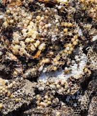 Destroyed hornet's nest. Drawn on the surface of a honeycomb hornet's nest. Larvae and pupae of wasps. Vespula vulgaris