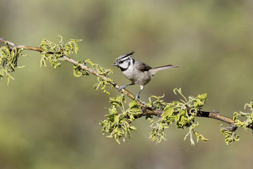 USA, Arizona, Santa Rita Mountains. Bridled titmouse on tree branch.