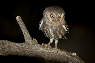USA, Arizona, Amado, Madera Canyon. Close-up of elf owl.
