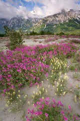 USA, Alaska, Alsek River Valley. View of wildflowers and Fairweather Range. Credit as: Don Paulson / Jaynes Gallery / Danita Delimont.com 