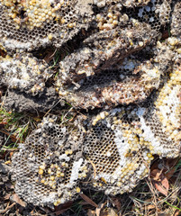 Destroyed hornet's nest. Drawn on the surface of a honeycomb hornet's nest. Larvae and pupae of wasps. Vespula vulgaris