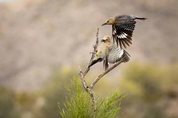 USA, Arizona, Buckeye. Pair of Gila woodpeckers landing on branch.