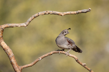 Obraz premium USA, Arizona, Buckeye. Male Gambel's quail on branch.