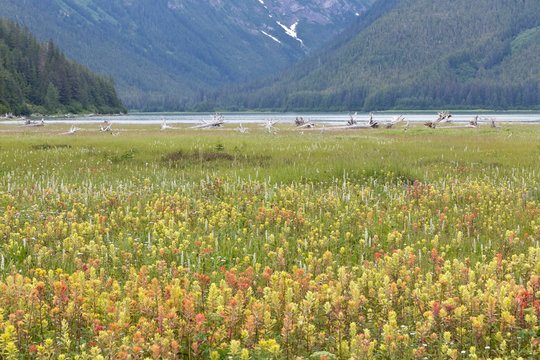 USA, Alaska, Glacier Bay National Park. Paintbrush And Bog Orchids In Dundas Bay Meadow. Credit As: Don Paulson / Jaynes Gallery / DanitaDelimont.com