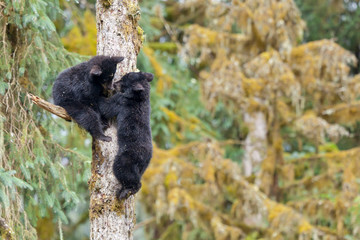 USA, Alaska, Anan Creek. Two black bear cubs in a tree. Credit as: Don Paulson / Jaynes Gallery / DanitaDelimont.com © Jaynes Gallery/Danita Delimont