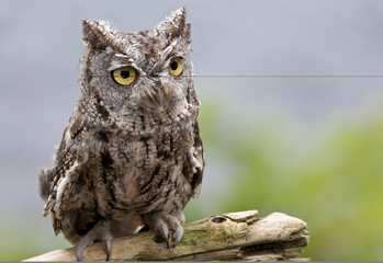 USA, Alaska, Ketchikan. Front close-up of western screech owl sitting on log. 