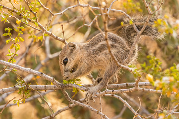 USA, Arizona, Desert Botanic Garden. Harris's ground squirrel feeding. Credit as: Cathy and Gordon Illg / Jaynes Gallery / DanitaDelimont.com