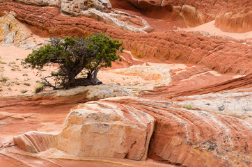 USA, Arizona, Vermilion Cliffs National Monument. Red and white sandstone formations at White Pocket.