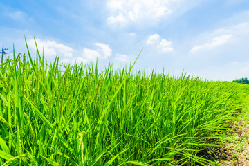 稲　Rice Fields, Japan.