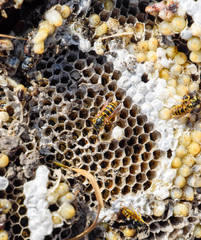 Destroyed hornet's nest. Drawn on the surface of a honeycomb hornet's nest. Larvae and pupae of wasps. Vespula vulgaris