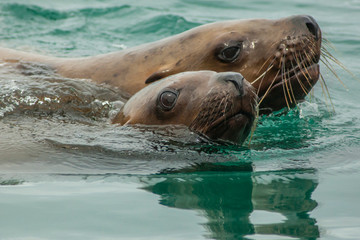 USA, Alaska, Tongass National Forest. Close-up of Stellar's sea lions swimming. Credit as: Cathy & Gordon Illg / Jaynes Gallery / DanitaDelimont.com