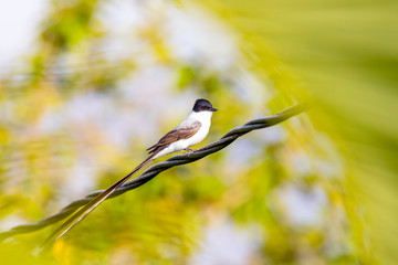 Central America, Costa Rica. Fork-tailed flycatcher. 