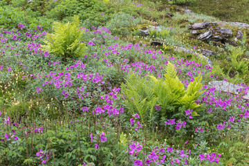 USA, Alaska, Talkeetna Mountains. Scenic with ferns and river beauty flowers. Credit as: Don Paulson / Jaynes Gallery / DanitaDelimont.com