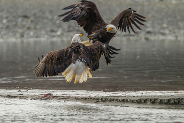 USA, Alaska, Chilkat Bald Eagle Preserve. Bald eagles fighting in the air. Credit as: Cathy & Gordon Illg / Jaynes Gallery / DanitaDelimont.com