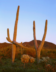 USA, Arizona, Saguaro National Park, Tucson Mountain District, Unusually shaped saguaro cacti with one forming the peace symbol.