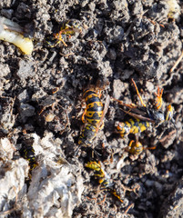 Destroyed hornet's nest. Drawn on the surface of a honeycomb hornet's nest. Larvae and pupae of wasps. Vespula vulgaris