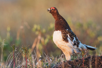 Willow Ptarmigan, territory call