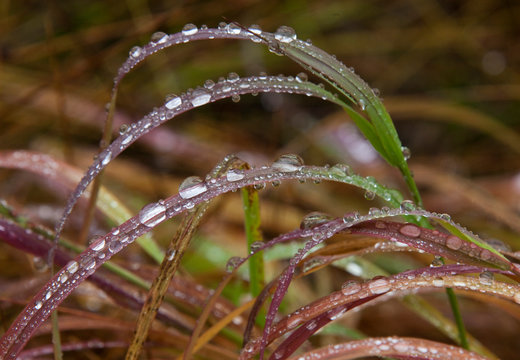 USA, Alaska, Fall Foliage Denali National Park Grasses