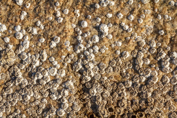 USA, Alaska. A close-up view of barnacle