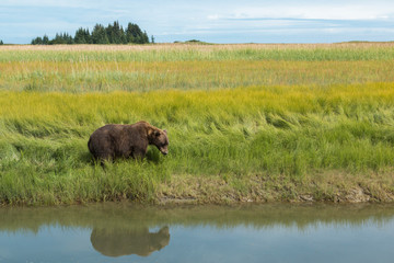 USA, Alaska. Coastal grizzly bear (Ursus arctos Horribilis) grazes on sedge grass in the meadows of Lake Clark National Park.