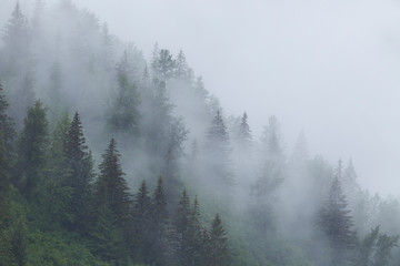 Alaska, Glacier Bay National Park. Fog shrouds trees on steep slopes in the Tongass National Forest.