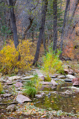 AZ, Arizona, Oak Creek Canyon, Coconino National Forest, West Fork of Oak Creek in Fall