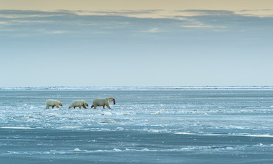 Polar Bears near Kaktovic, Alaska