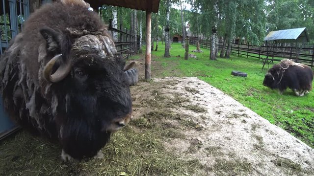 Muskox on the farm. Profile. Hay feeders. Green grass, trees.